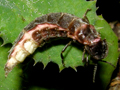 Lampyris noctiluca